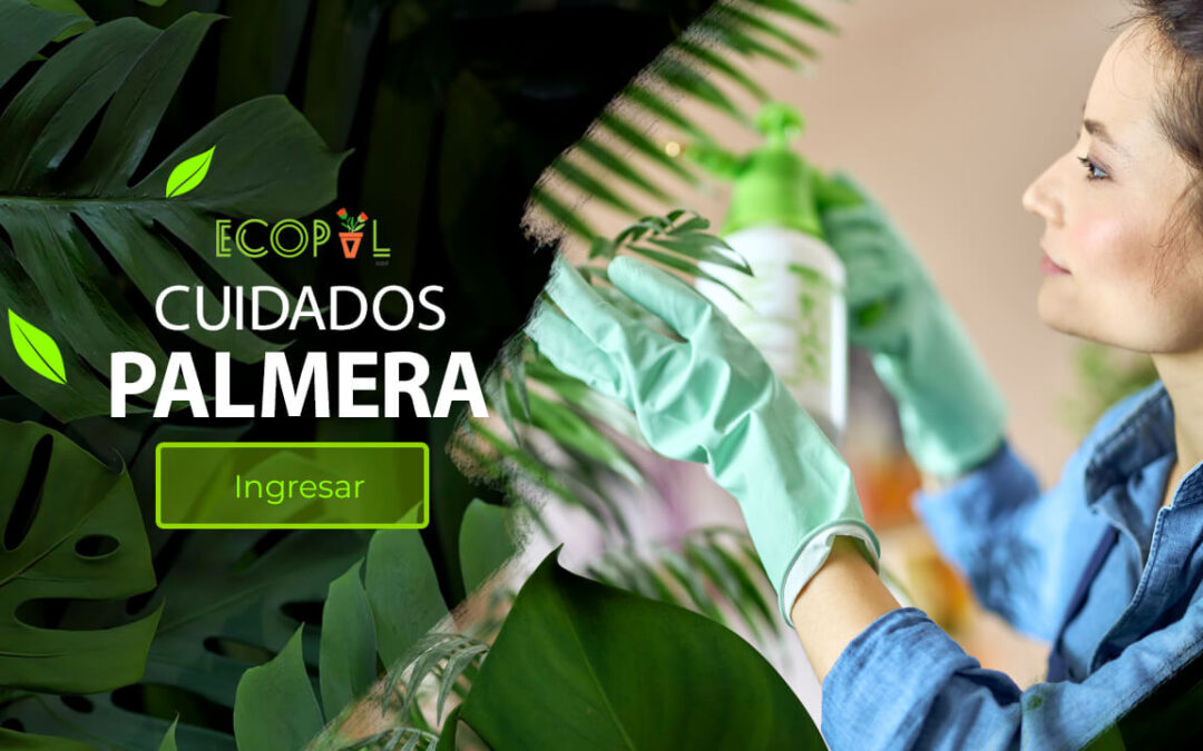 Tips de como cuidar tu palmera en casa