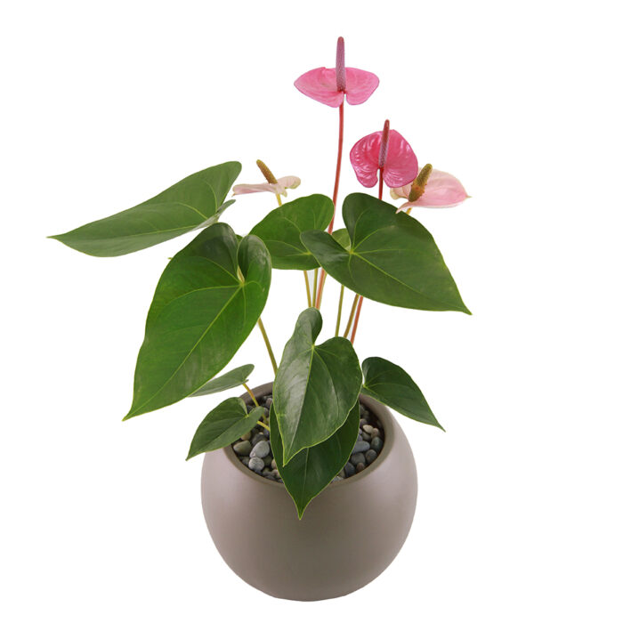 Anturio Lila