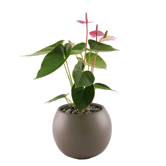 Anturio Lila - Imagen 3