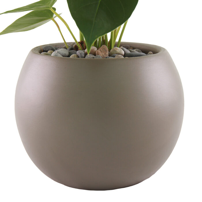 Anturio Lila - Imagen 2