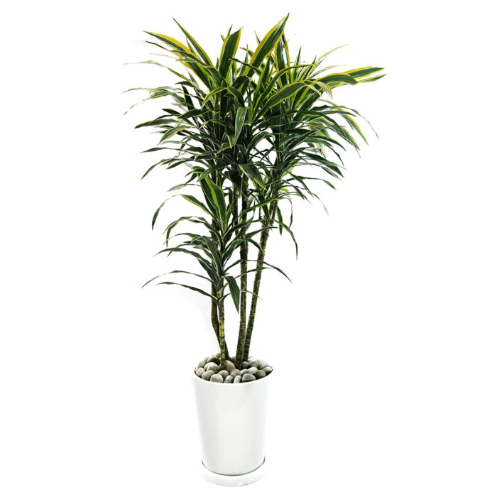 DRACAENA - Imagen 3