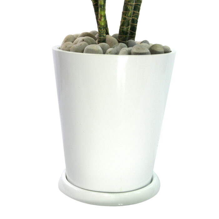 DRACAENA - Imagen 2