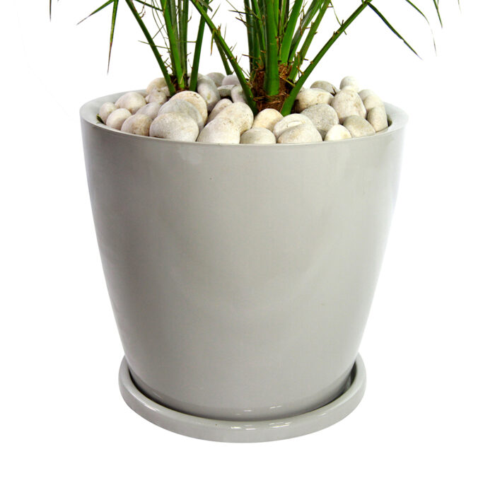 PALMERA RUBELINA - Imagen 3