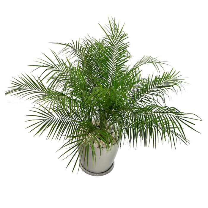 PALMERA RUBELINA - Imagen 2