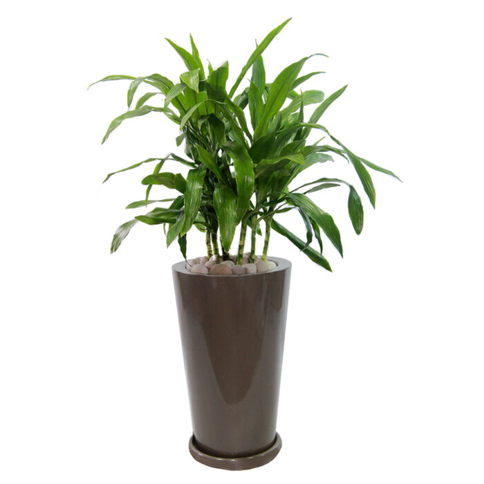 DRACAENA VERDE - Imagen 2