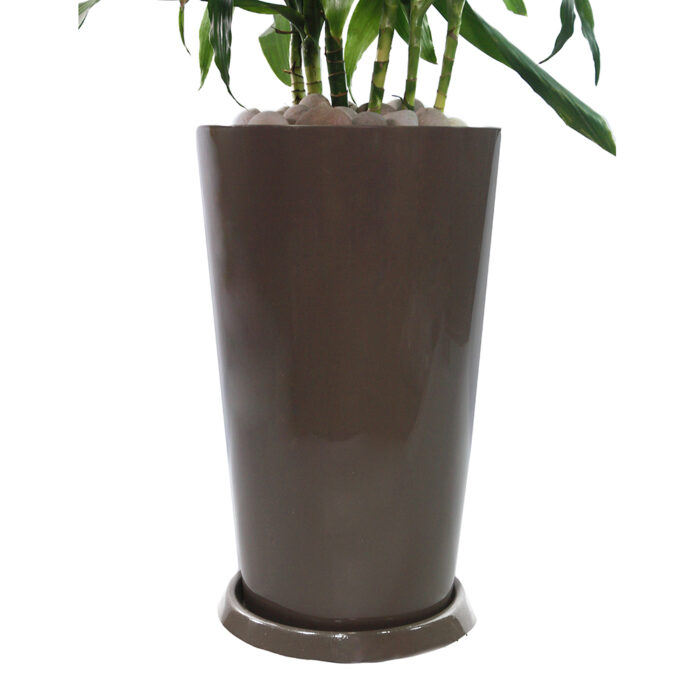 DRACAENA VERDE - Imagen 3