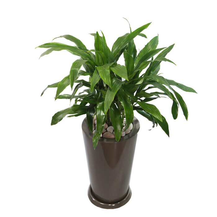 DRACAENA VERDE