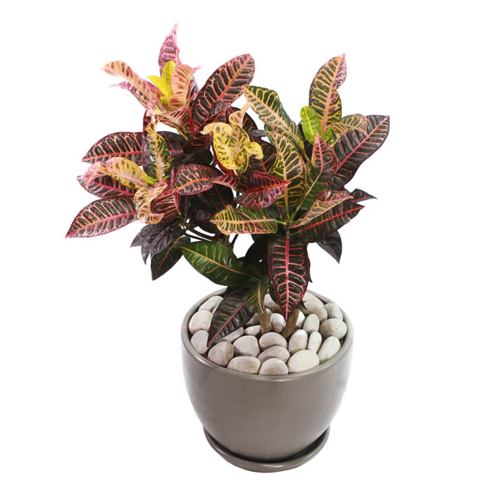 CROTON ROJO