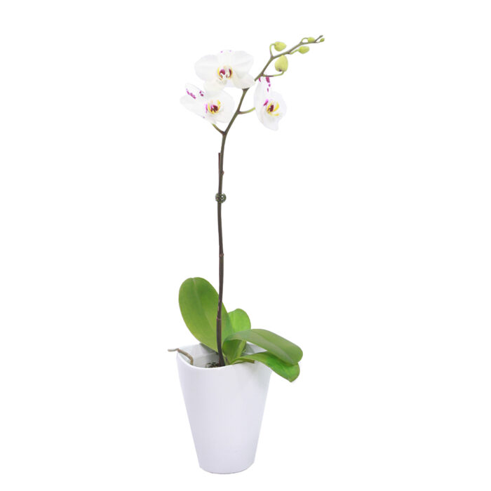 ORQUIDEA PHALAENOPSIS CON LABIOS FUCSIA - Imagen 2