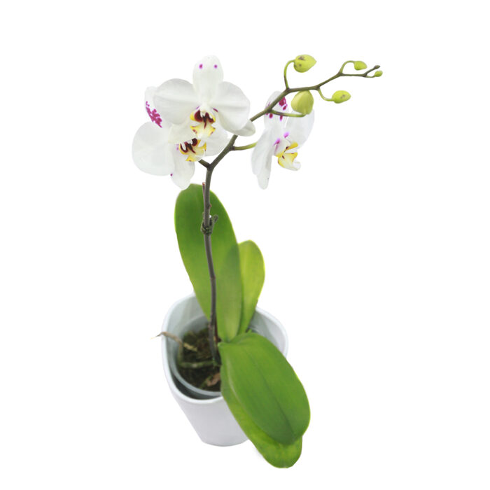 ORQUIDEA PHALAENOPSIS CON LABIOS FUCSIA