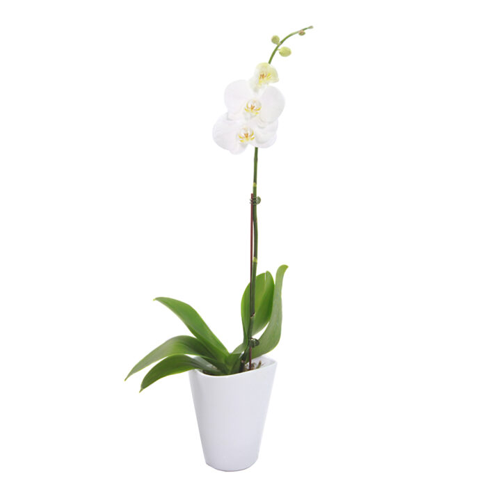 ORQUIDEA PHALAENOPSIS BLANCO PURO - Imagen 3