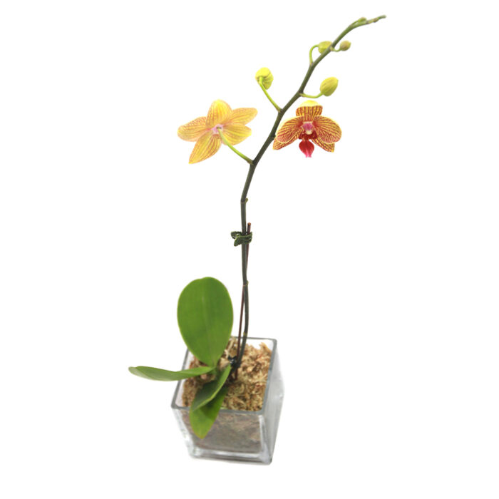 ORQUIDEA PHALAENOPSIS AMARILLO CON LABIOS FUCSIA - Imagen 3