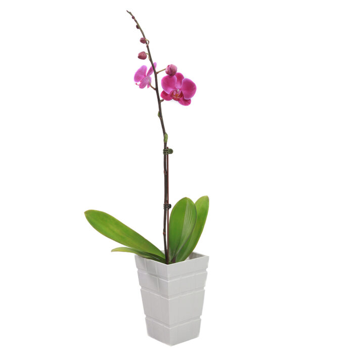 ORQUIDEA PHALAENOPSIS FUCSIA - Imagen 2