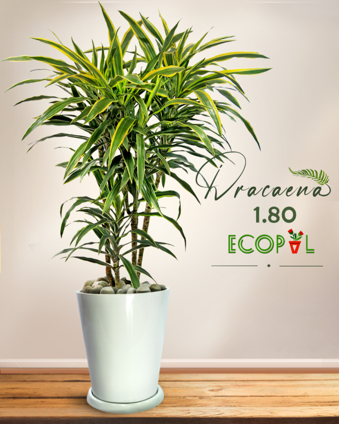 DRACAENA