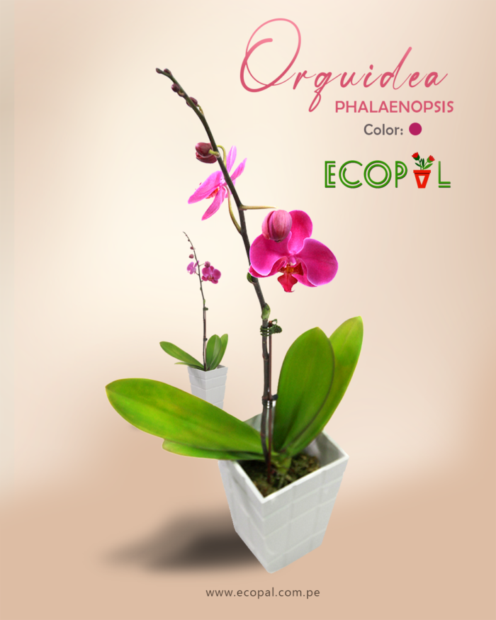 ORQUIDEA PHALAENOPSIS FUCSIA