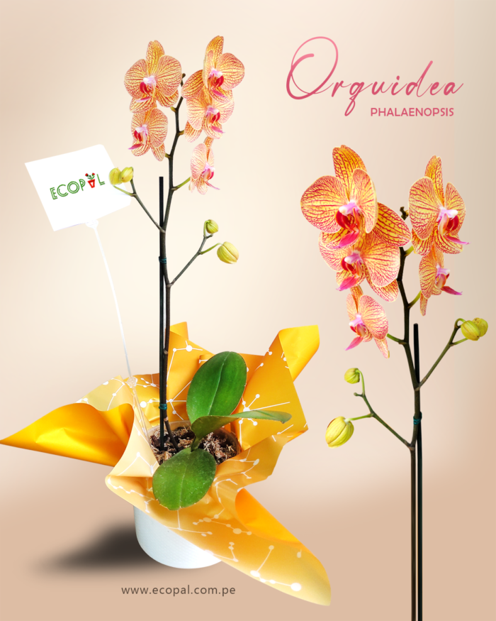 ORQUIDEA PHALAENOPSIS AMARILLO CON LABIOS FUCSIA