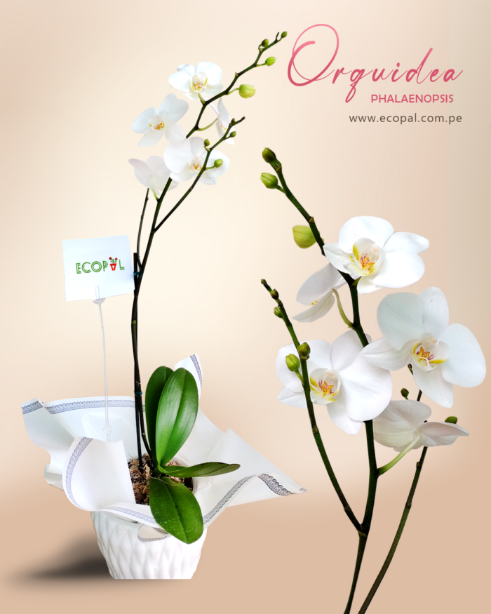 ORQUIDEA PHALAENOPSIS BLANCO PURO