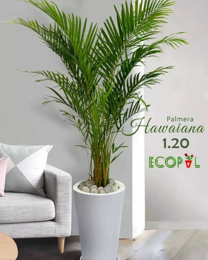 PALMERA HAWAIANA