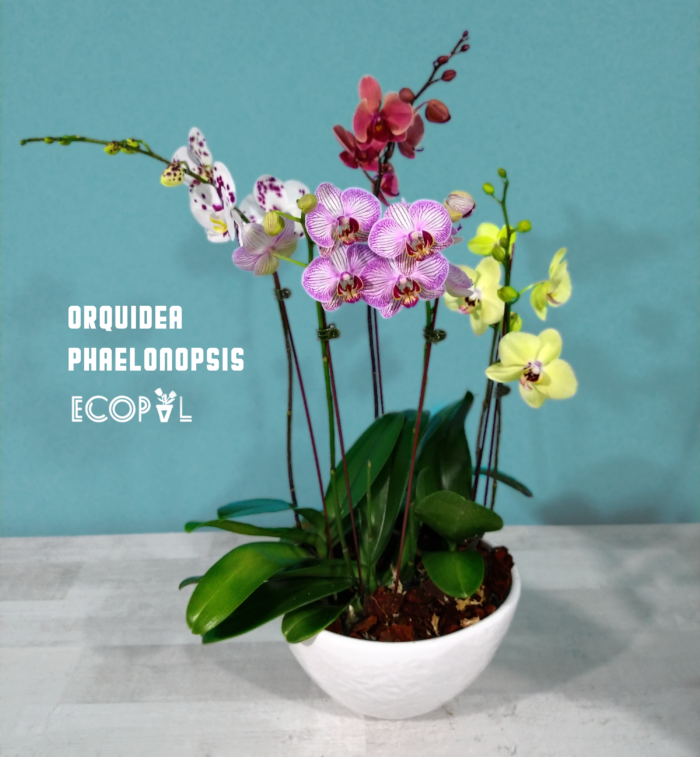 Orquidea phaelonopsis 4 COLORES