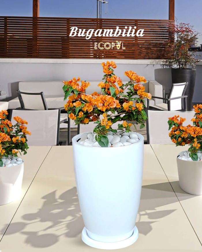 Bugambilia Amarilla