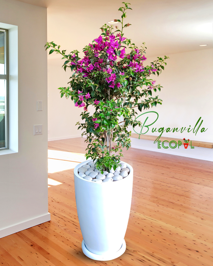 Buganvilla
