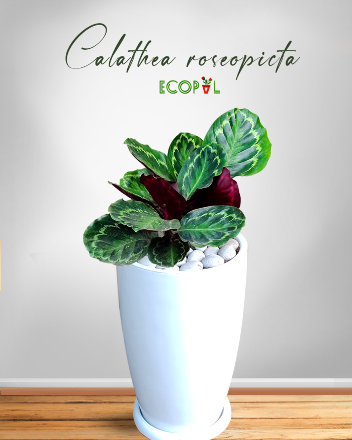 Calathea Roseopicta