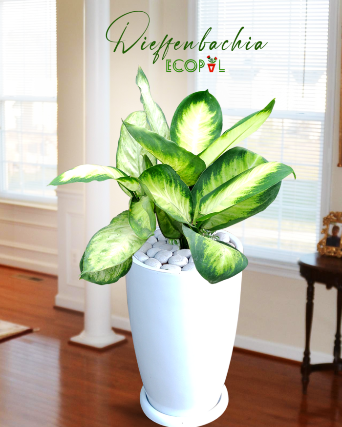 Dieffenbachia