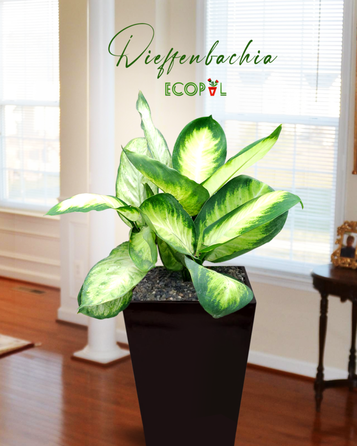 Dieffenbachia Maceta 2