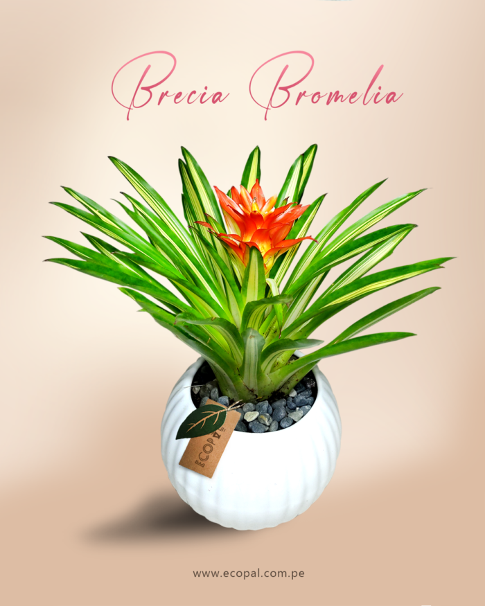 Brecia Bromelia