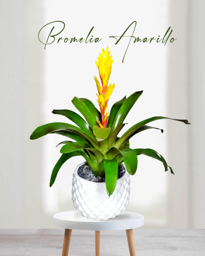 Bromelia Amarillo