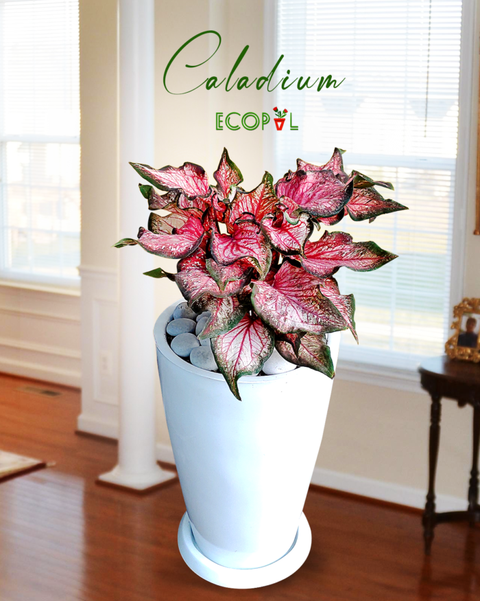 Caladium