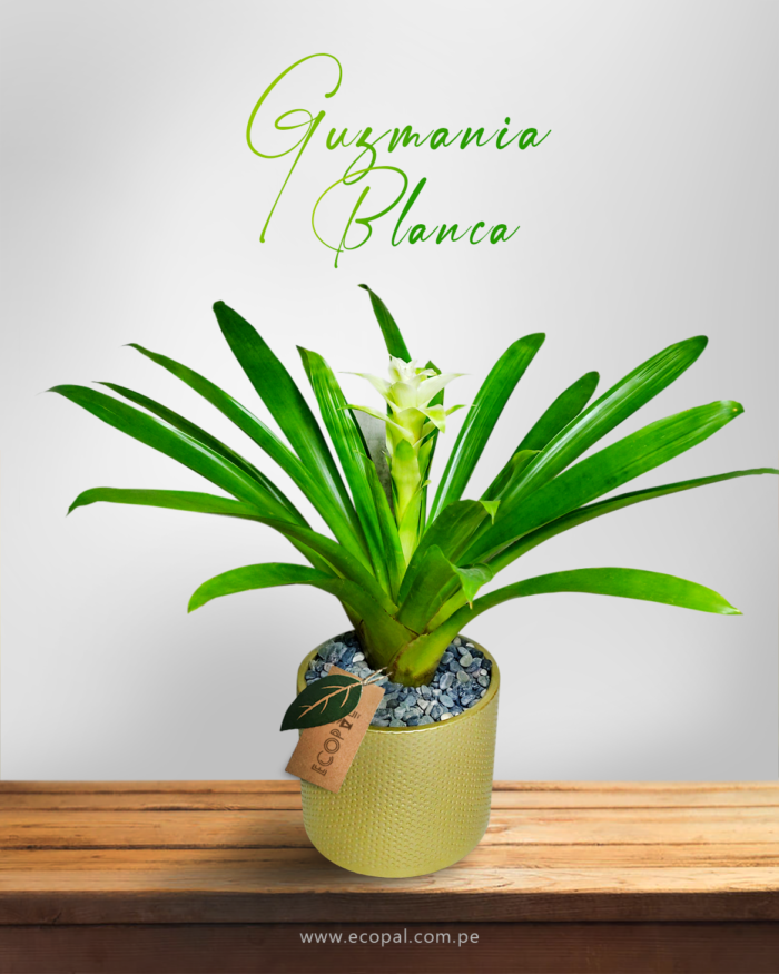 Guzmania Blanca