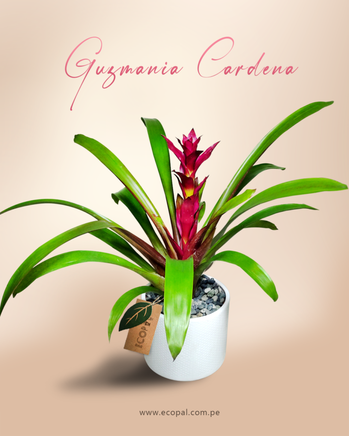 Guzmania cardena