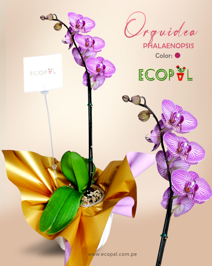 Orquideas Phalaenopsis 1 vara Ecopal 2