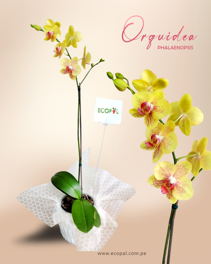 Orquidea Ecopal Amarillo 2