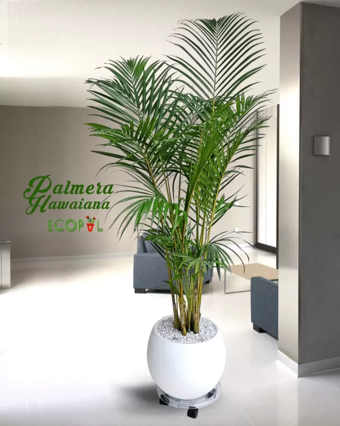 Palmera hawaiana con base