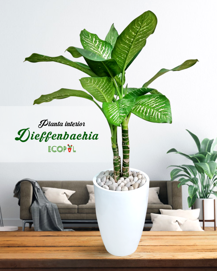 DIEFFENBACHIA