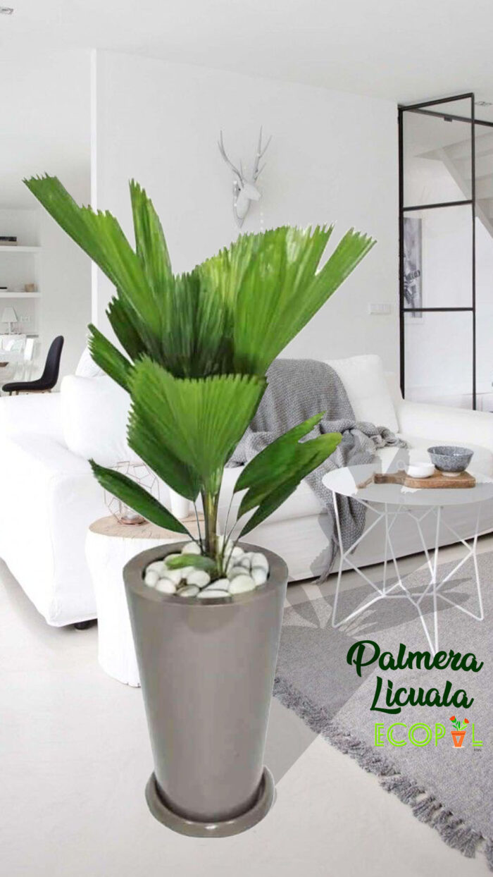 PALMERA LICUALA 2