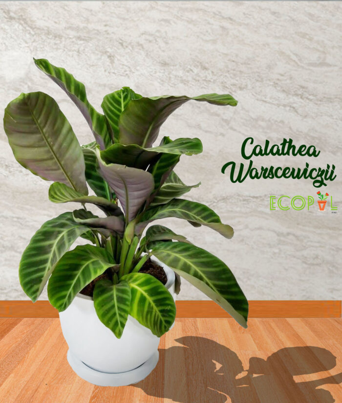 CALATHEA WARSCENICZU