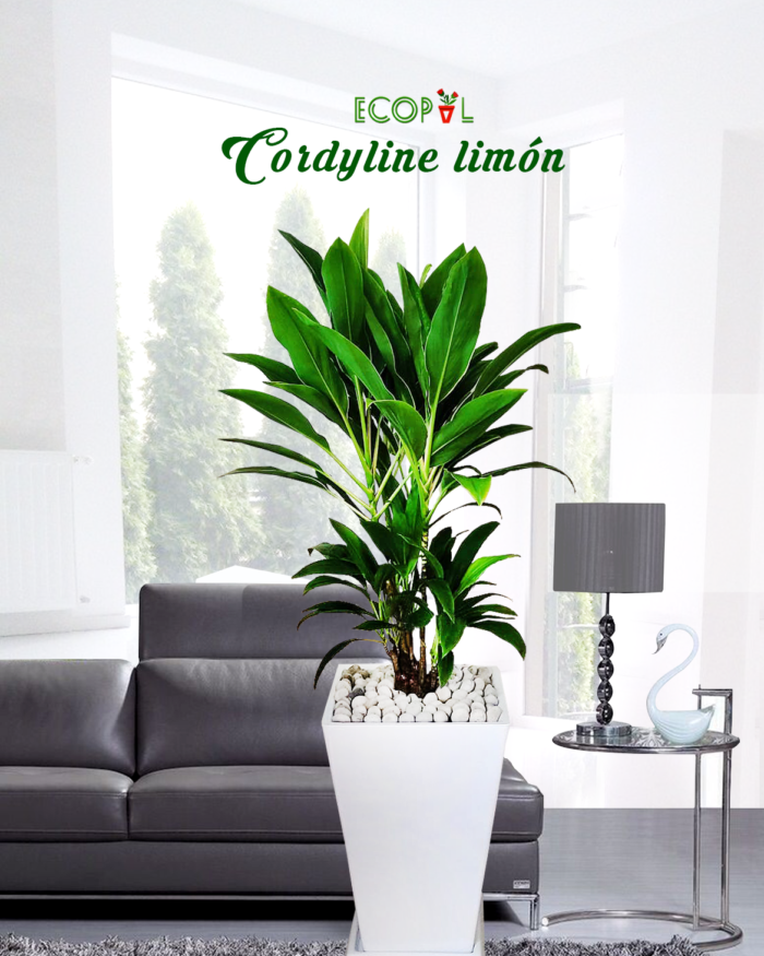 CORDYLINE LIMON