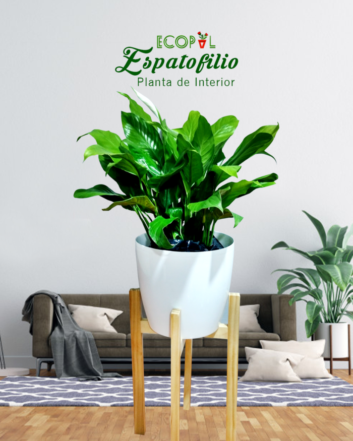 ESPATOFILIO 3