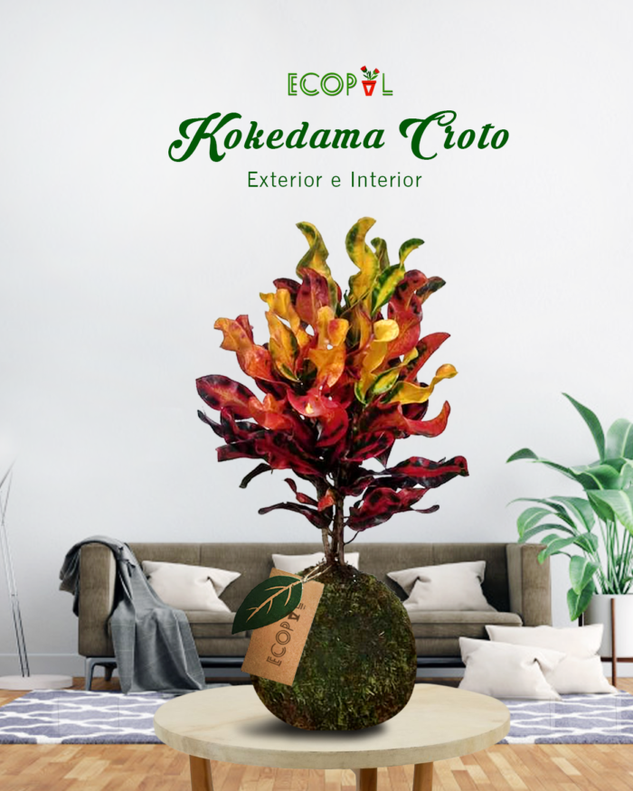 KOKEDAMA CROTON