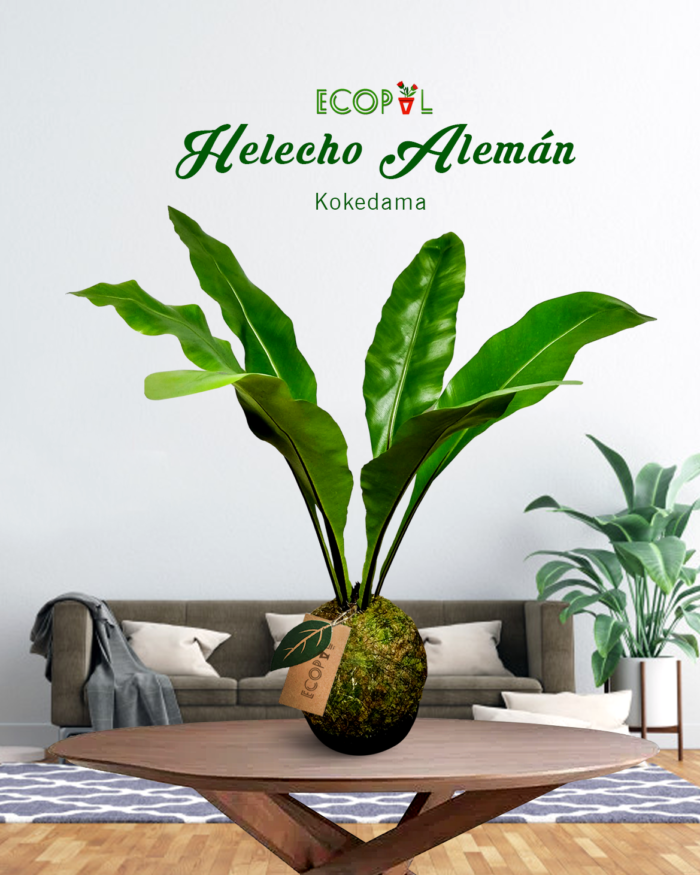 KOKEDAMA DE HELECHO ALEMÁN