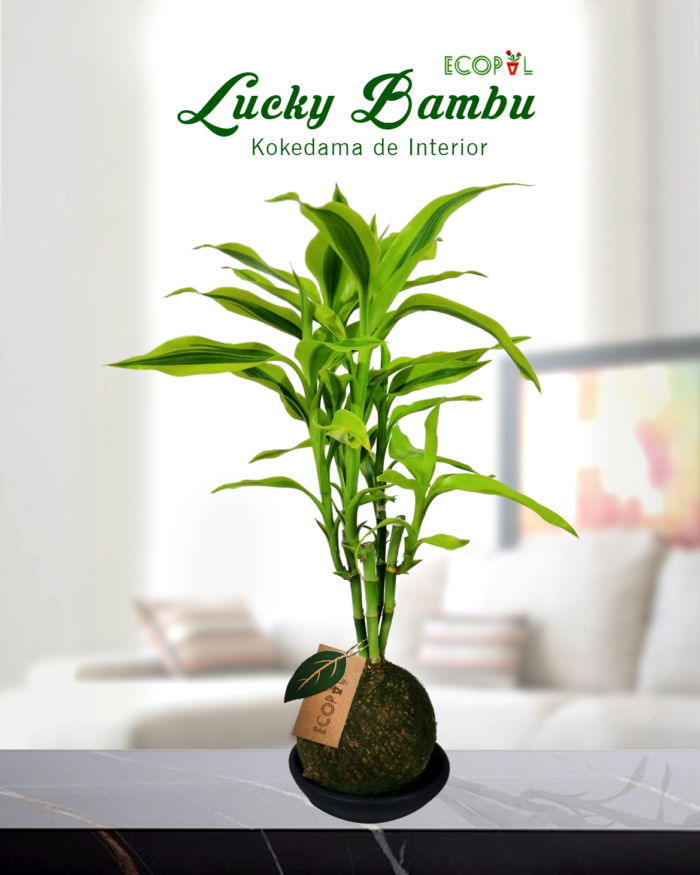 KOKEDAMA LUCKY BAMBU