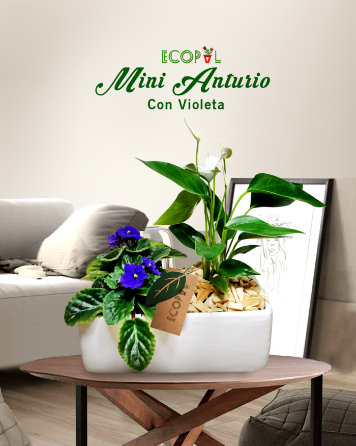 MINI ANTURIO CON VIOLETA