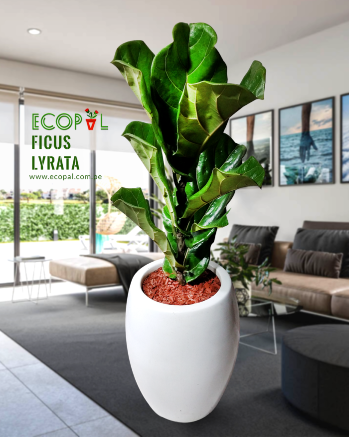 FICUS LYRATA - 3