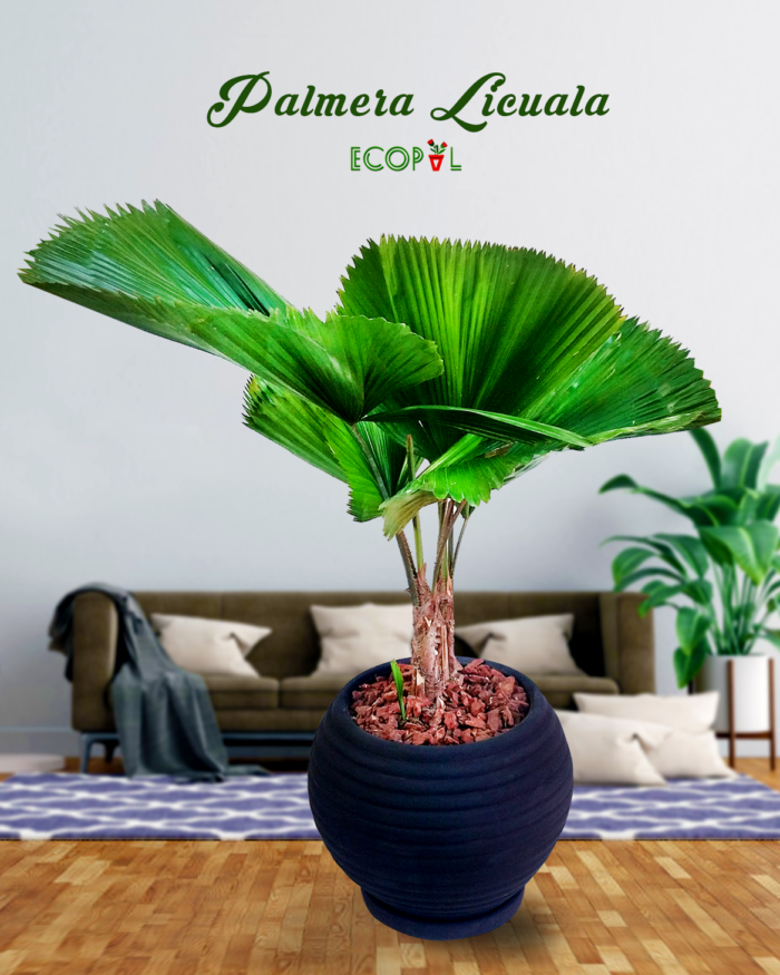 PALMERA LICUALA 3