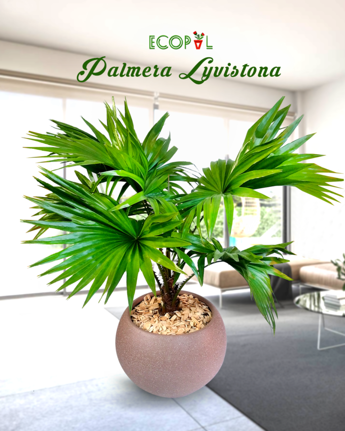 Palmera Lyvistona