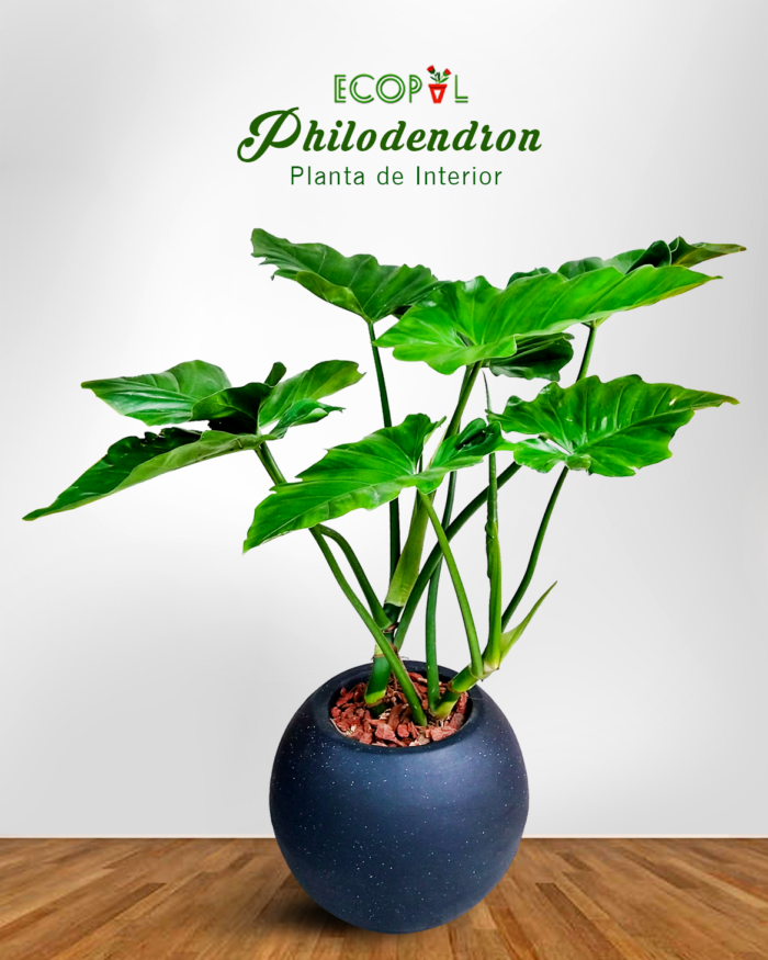 Philodendron 2