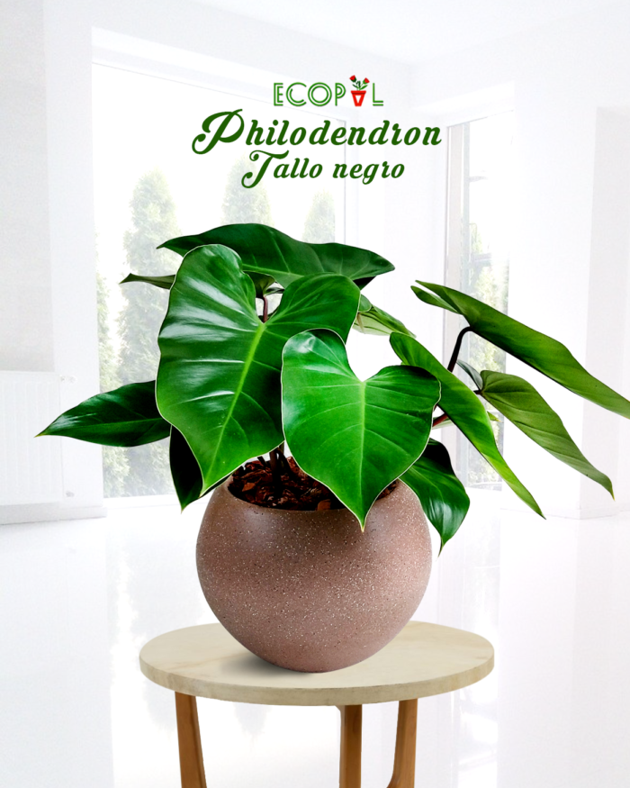 Philodendron tallo negro